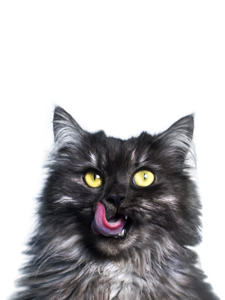 肖像上一只美丽的毛茸茸的猫，猫舔，孤立图片下载