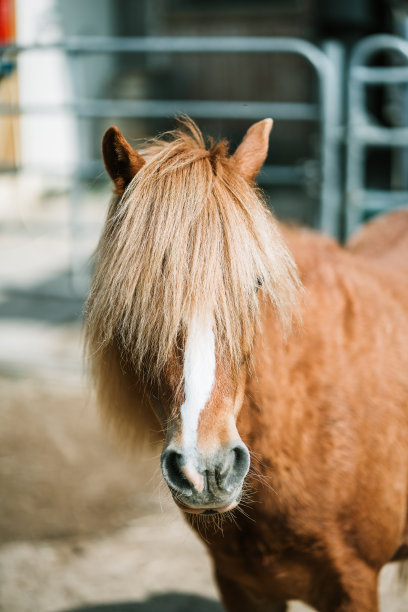 当地的马图片下载