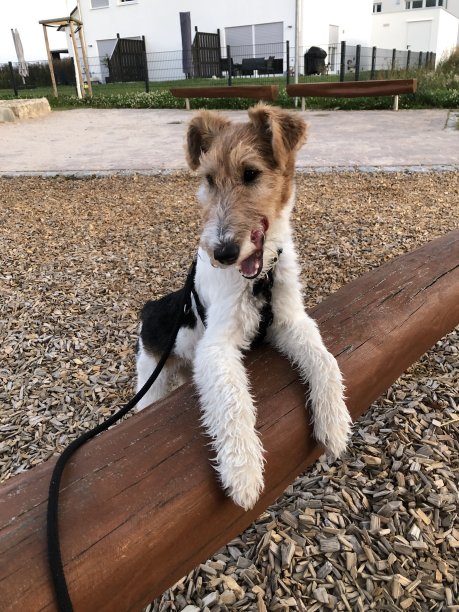 狗在操场上运动图片下载