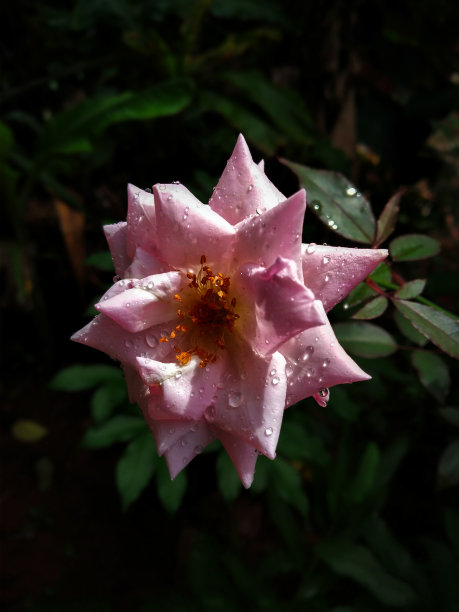 印度，粉红玫瑰上的水滴图片下载