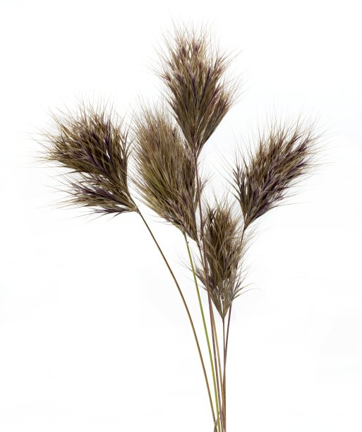 阿尼桑塔·鲁本斯，布罗穆斯·鲁本斯。植物与溴穗或红色羽毛掸子，摄影棚内拍摄，白色背景图片下载