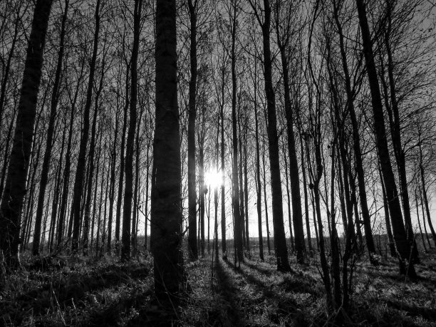 进了树林图片下载