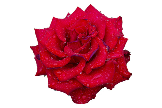 鲜红的玫瑰与露珠在孤立的白色背景图片下载