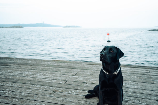 水边的拉布拉多图片下载