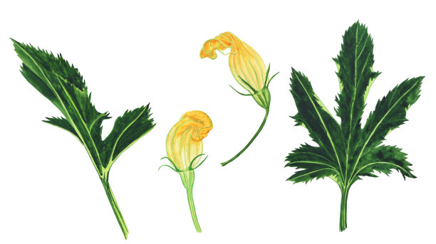 黄花和绿叶的西葫芦孤立在白色的背景。水彩手绘插图。图片下载