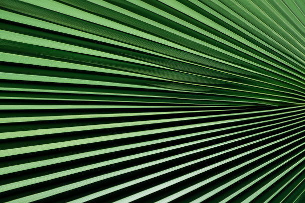 棕榈叶条纹和纹理图案背景，天然繁茂的树叶热带纹理壁纸图片下载