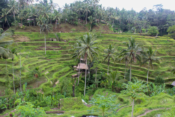 Tegalalang水稻梯田图片下载