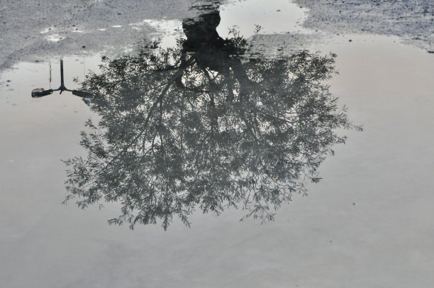 雨后，一棵腐烂的树倒映在水坑里。早午餐有落叶。雨天。深秋或深冬。悲伤的情绪。图片下载