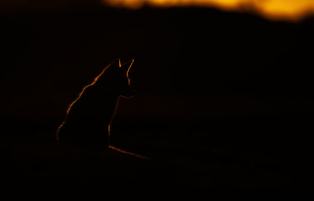 夕阳下，一只赤狐坐在草地上的剪影图片下载