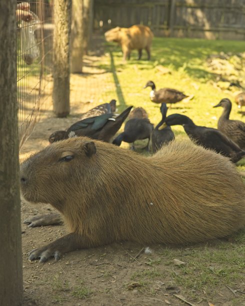 不感兴趣图片下载