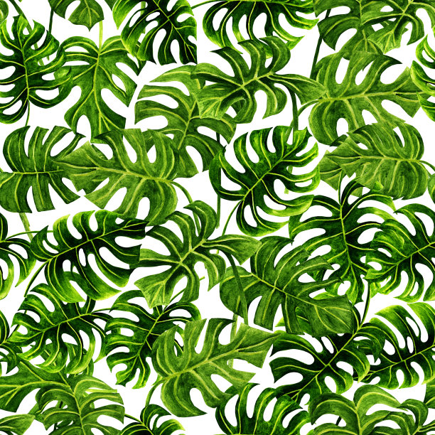 水彩手绘热带植物，怪物植物，白色背景。图片下载