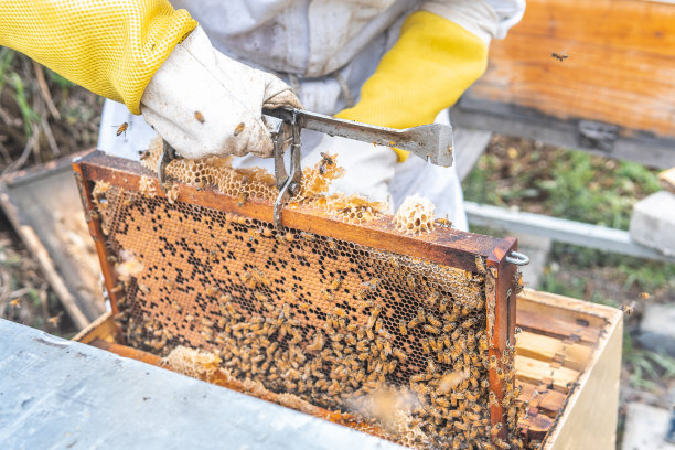 一个无法辨认的人用他的工具拉出一个蜂巢框架。养蜂的概念图片下载