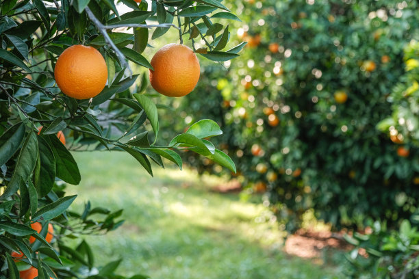 橙树图片下载