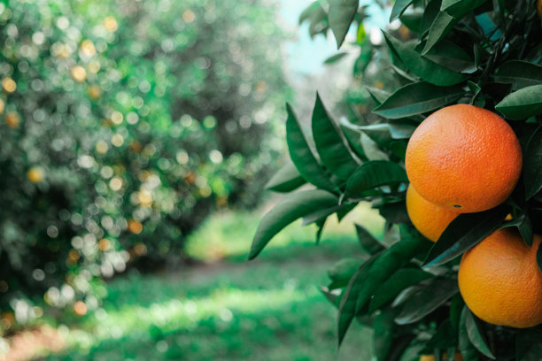 橙树图片下载