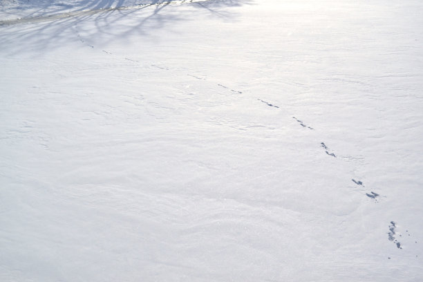 雪地上有动物的脚印图片下载