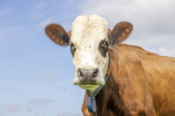 脾气暴躁的傻牛，红眼圈，无角的牛品种:布拉科普，弗莱克维赫，西门塔尔图片下载