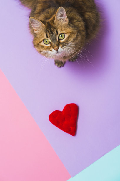 可爱的猫与毛茸茸的红色枕头在心形。情人节快乐。平铺，俯视图，天线。图片下载