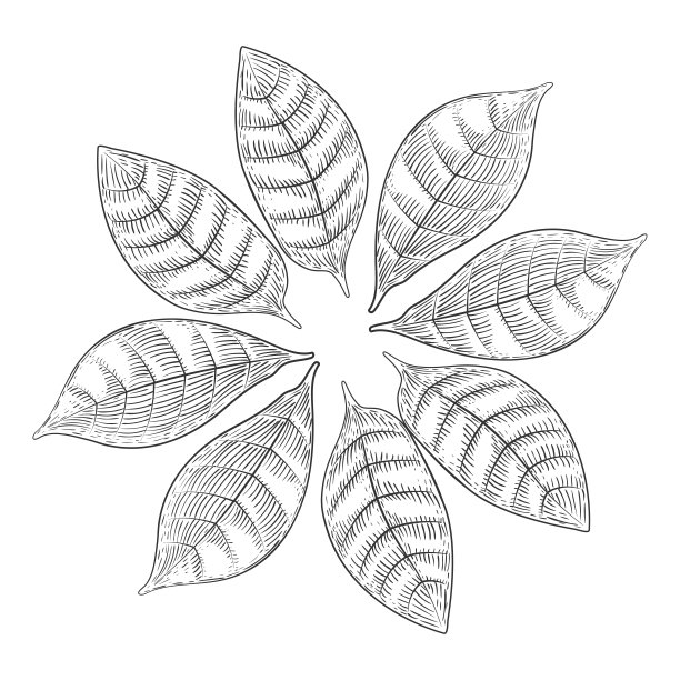 圆形装饰元件，由热带植物的叶子制成。咖啡叶子。雕刻风格。手绘。被隔离在白色背景下。图片下载