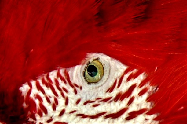 这是巴西南马托格罗索州博尼托一只漂亮红鹦鹉眼睛的特写。图片下载