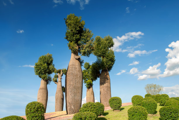 日落时美丽的猴面包树在猴面包树大道上图片下载