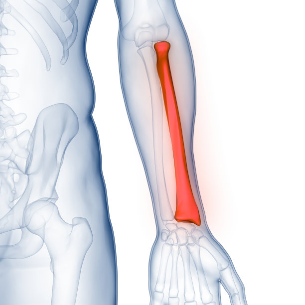 人体骨骼系统桡骨关节解剖图片下载