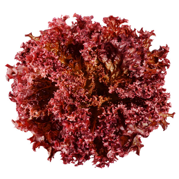 红色沙拉，生菜，罗索，孤立的白色背景，修剪路径，全景深图片下载