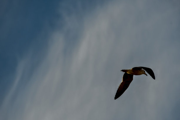 海鸥在天空中飞翔，照片作为背景图片下载