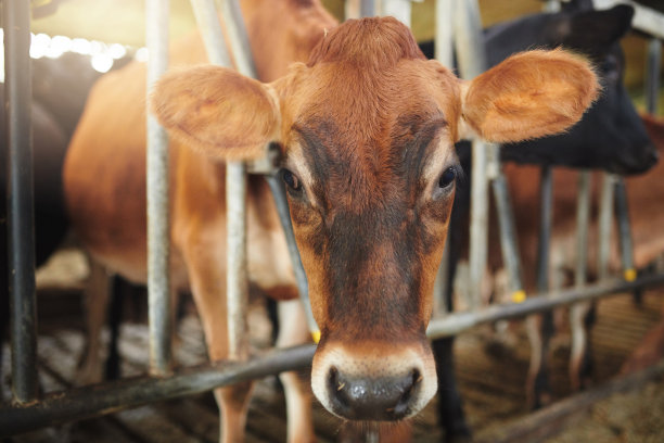 农场谷仓里的一群牛图片下载