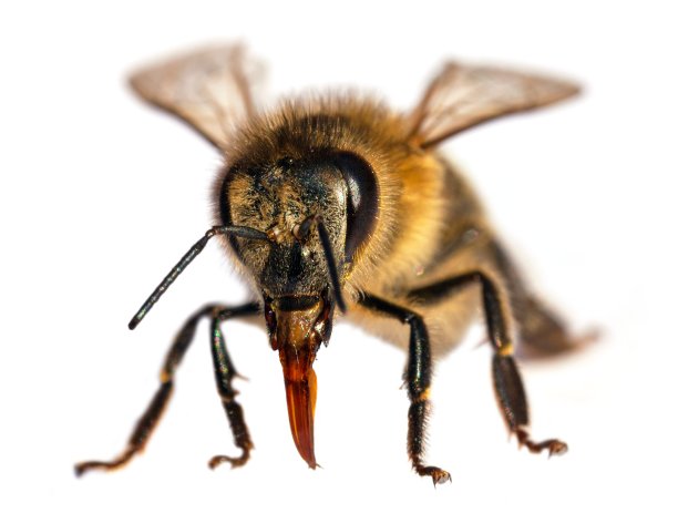 蜜蜂或蜜蜂蜜蜂梅利菲拉孤立在白色图片下载