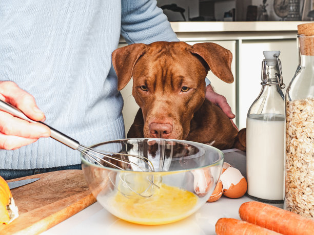 可爱的，漂亮的小狗和英俊的男人准备健康的早餐图片下载