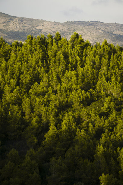 树区域图片下载