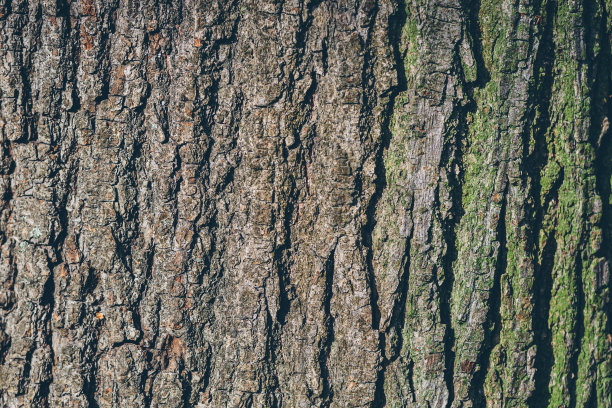 背景纹理的老树皮，与环绕光图片下载