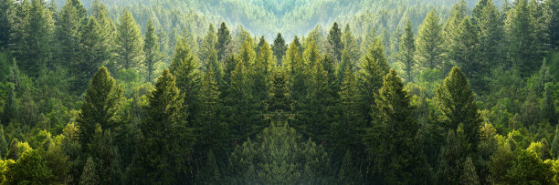 山坡上的绿色松树森林，午后的阳光图片下载