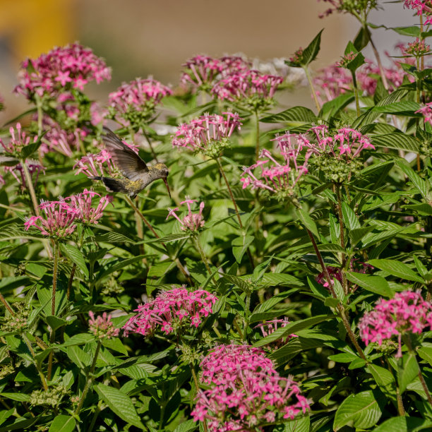 在一些灌木丛中飞翔的蜂鸟正在吃紫罗兰花，在半空中被冻住了图片下载