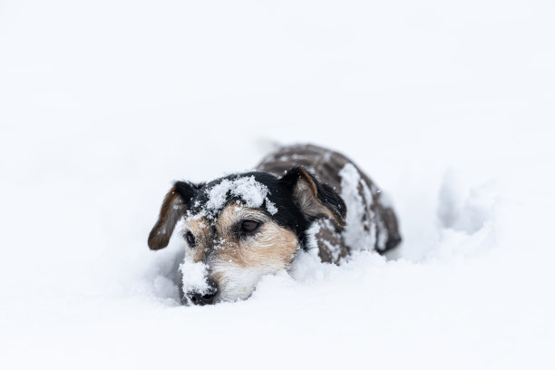 伤心的老杰克罗素梗狗，12岁，在大自然的白色冬天穿着防护服。图片下载