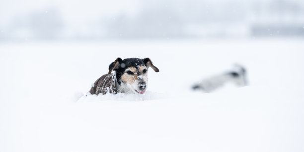 伤心的老杰克罗素梗狗，12岁时穿着防护服在大自然的白色冬天。图片下载