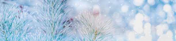 冬季全景与积雪的松树树枝。冬天森林里冻僵的树枝图片下载