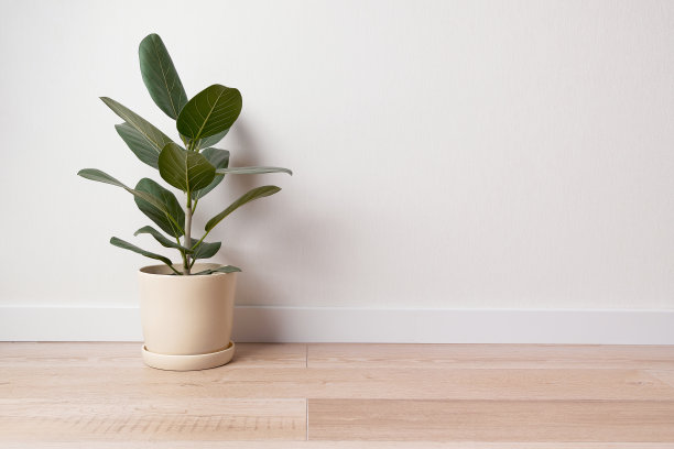 白色背景上的绿色室内植物装饰。家庭园艺的概念图片下载