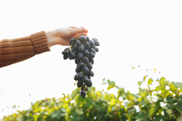 近距离的女人手里拿着红葡萄串。图片下载