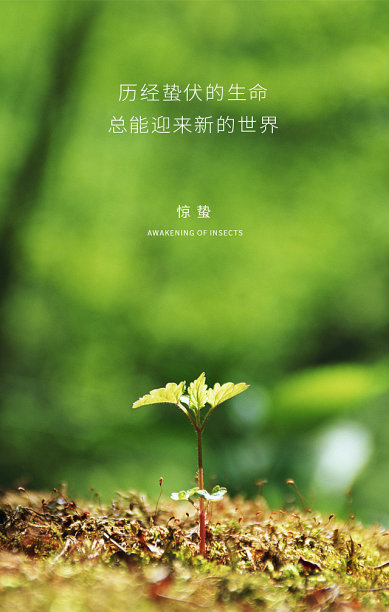 文艺简约清新惊蛰手机海报图片下载