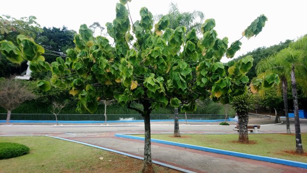 奇科·门德斯绿色空间图片下载