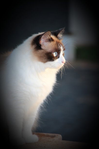 美丽的白色小猫有蓝色的眼睛，坐在侧面，与黑色的背景。图片下载