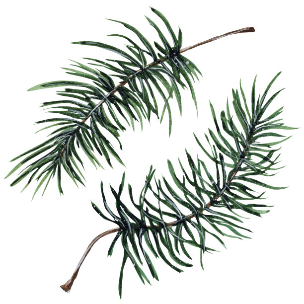 手绘水彩松树树枝。图片下载