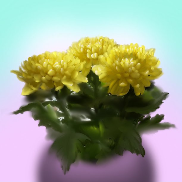 黄色的菊花图片下载