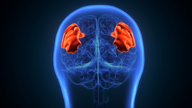 三维人类大脑中颞回解剖图。图片下载