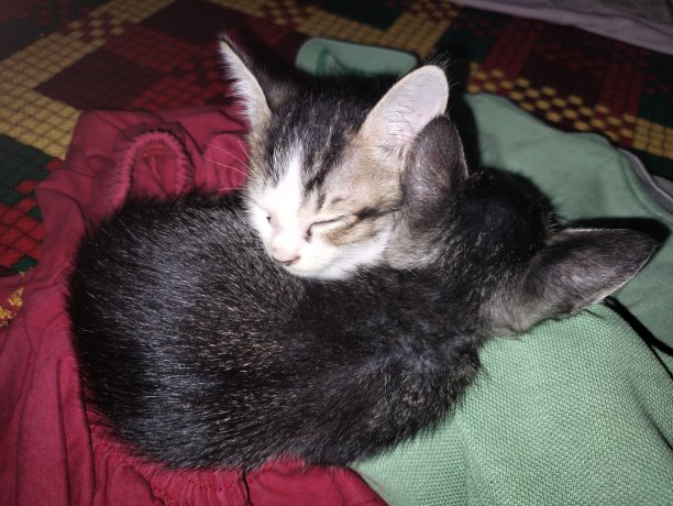 小猫睡觉图片下载