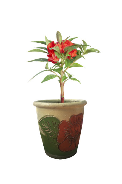 红香脂，凤仙花或Touch Me Not盛开在花盆孤立的白色背景和修剪路径。图片下载