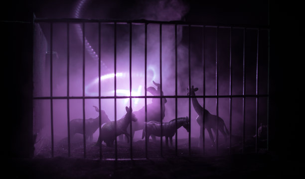 一群动物聚集在一个黑色的背景上，发出白光。动物包括大象、斑马、熊和犀牛。把它用于动物园或朋友的概念。图片下载