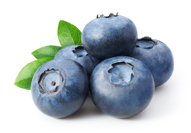 蓝莓叶孤立在白色背景上图片下载