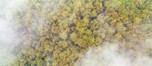 从空中俯瞰，令人惊叹的秋日云雾笼罩的森林鸟瞰图。美丽的自然背景。图片下载